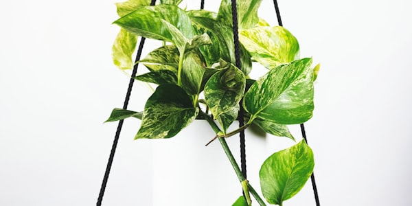 英超足球运动员埃尔林哈兰德进球数据统计图表